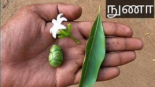 நுணா இலையின் மருத்துவ குணங்கள் | Nuna- tree, Nuna-leaf, Nuna-pazham