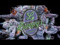 Lumpy’s Flowers: NorCal’s TRUE craft cannabis legacy brand