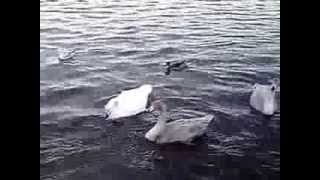 20131116-2千波湖のハクチョウ白鳥スワンSWANS