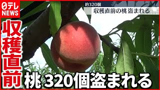 【160キロ盗難】収穫直前の桃320個盗まれる　新潟・三条市