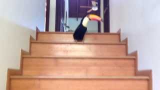 Toucan Hopping Down the Stairs