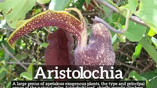 How to Say Aristolochia in English? | What is Aristolochia? | How Does Aristolochia Look?