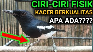 APA ADA CIRI FISIK BURUNG KACER BERKUALITAS ?? DR KACER