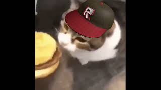 kitty you can haz cheezburger #roblox #cheeseburger #cat #kitten #cheese