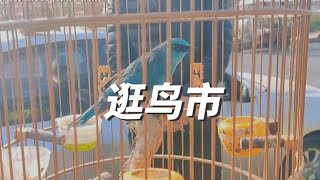 又到周末了，逛一下鸟市，先声明只逛不买😃#生态鸟笼 #七彩文鸟