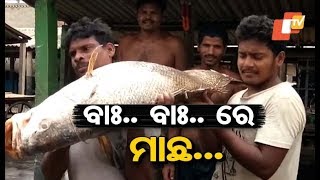 Big Fish, Bigger Price Tag - Why Is Telia Fish In Odisha So Expensive