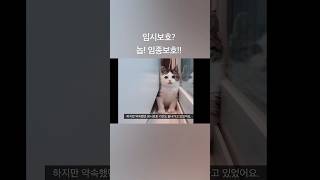 솔직히 이렇게 귀여운 고양이 첨 보쥬?