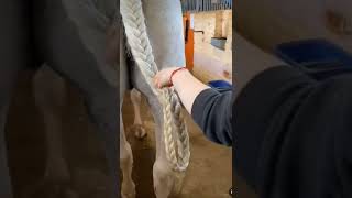 HORSE TAIL BRAIDING PART 1 😍🐎🎀 #streamhorsetv #horse #braids #wow #hair #animals #equestrian #shorts