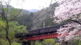 200903xx　静岡県　大井川鉄道　C56（桜）