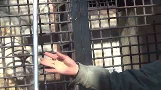 2022.1.2 宇都宮動物園☆ホワイトライオンのステルク_02