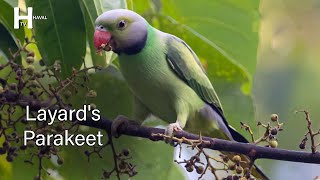 Layard's Parakeet Bird Sounds