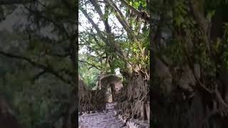 FASILIDES BATH, GONDAR, ETHIOPIA AND ANCIENT TREE 🇪🇹🌲 #ethiopia #gondar #emperor #Fasiladas