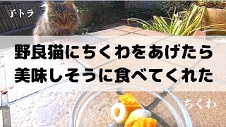 【野良猫親子観察日記#14】キジトラ親子にちくわをあげたら美味しそうに食べてくれた