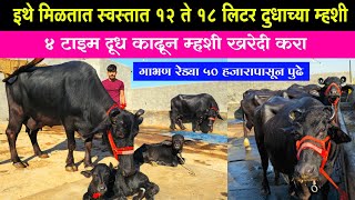 80 हजारापासून एवढ्या स्वस्तात मुरा म्हशी मिळतात कुठे ? | murrah buffalo dairy farm | मुरा म्हैस पालन