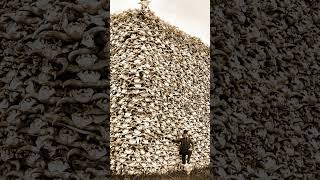 The SHOCKING Truth About the Mountain of Bison Skulls Revealed