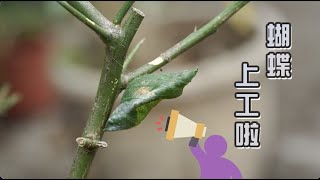 蝴蝶上工啦--亞泥生態園區