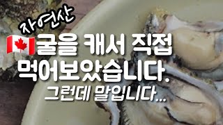 🇨🇦굴을 캐서 직접 먹어보았습니다/섬에서 살아가기/밴쿠버아일랜드 굴 채집