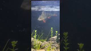 Redfin Perch vs Feeder cricket in Aquarium #nature #fish #perch