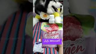 ถามง่ายจัง #siberian #husky #dogbreed #dogtype #pet #huskydog #huskypics #dog #huskylove