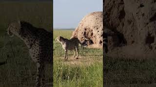 Mother cheetah and cubs. #nationalgeographic #realwild #africageovideo #bbcearth #cats #cheetah.