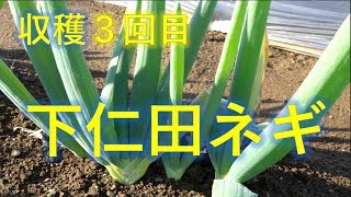 下仁田ネギの育て方　【また少し収穫】週末市民農園やってみた