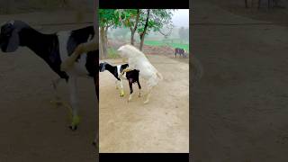 First time goat crossing #goat #cross #animals #cow #shorts #viralshorts