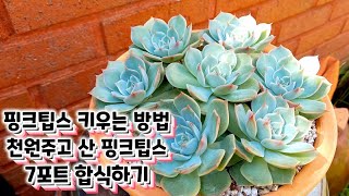 물 잘드는 다육이 핑크팁스 키우기~ 초보다육맘에게도 추천하고 싶어요 ㅎ 천원주고 산 핑크팁스 7포트 합식하기