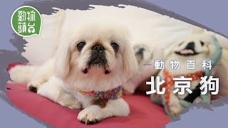 北京狗｜傳說獅子後裔變小為與狨猴相愛 易有呼吸問題 #動物百科 #動物蘋台─果籽 香港 Apple Daily─原刊日期：20210622