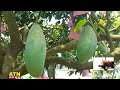 ব্রুনাই কিং আমের ওজন ৪ কেজি magura brunei king mango atn news