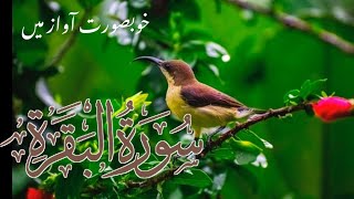 Surah Al Baqarah full ( quick recitation ) by Sheikh Mishary Al Afasy | سورة البقرة كاملة
