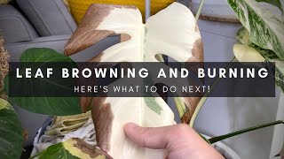 What to do with leaf burning & browning on variegated monstera | Houseplant care