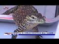 16 Bayi Komodo Menetas Alami di Kebun Binatang Bali Safari #BuletiniNewsPagi 08/04