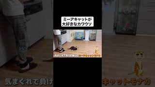 赤ちゃんミーアキャットとカワウソのじゃれ合い