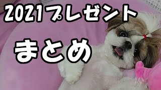 2021 プレゼント まとめ【シーズー 犬 / shih tzu dog】