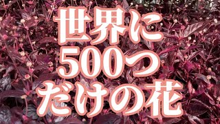 世界に５００つだけの花【ガーデニング】【アカバセンニチコウ】【生産者】【園芸のぶチャンネル】