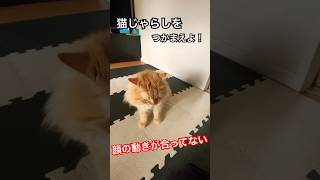 最後顔の動きが合わなくなるww#shorts #short #猫 #かわいい