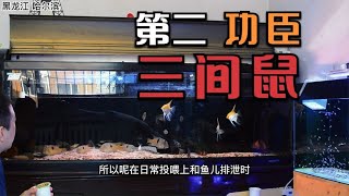 大混养缸为什么可以做到4年不换水（二）杂食性爱钻洞的三间鼠鱼   南美大混养鱼缸饲养维护设备