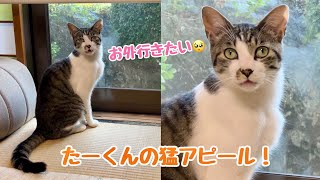 【猛アピール！】お外に行きたいたーくんの訴える様子が可愛くてずるい！！！！！