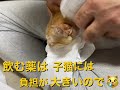 怖い〜猫カビ🙀撃退法