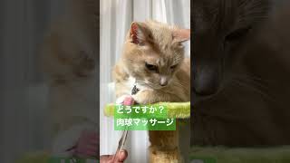 【歯ブラシマッサージ肉球編】クスっと笑っちゃ負けCute Cat