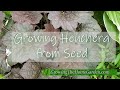 How to Grow Heuchera from Seeds (Coral Bells) An EASY Perennial to Grow!