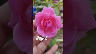 favourite climber rose | എനിക്ക് പ്രിയപ്പെട്ട ക്ലൈമ്പർ റോസ് #gardening  #thembragarden #krishi