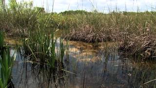 Improving Water Quality and Wildlife Habitat in the Florida Everglades