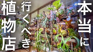 Staghorn ferns paradise!!!!