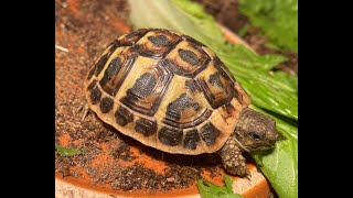 Griechische Landschildkröten die Halbstarken mit Schlüpflinge