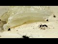 螞蟻壹旦遇上這種微小的動物，會把螞蟻折磨的生不如死！this kind of tiny animal can torture the ant to be worse than dead