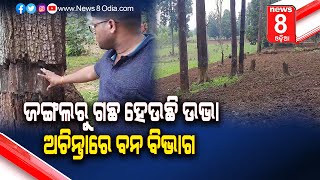 ଜଙ୍ଗଲରୁ ଗଛ ହେଉଛି ଉଭା, ଅଚିନ୍ତାରେ ବନ ବିଭାଗ  ||News8odia ||Odisha