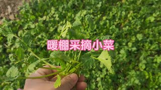 冬天最耐寒蔬菜都有哪些？到单层暖棚去采摘些冬日小菜#我的小菜园 #记录我的种植生活 #学种菜