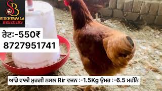 ਆਂਡੇ ਵਾਲੀ ਮੁਰਗੀ 400 ਪੀਸ ਸੇਲ ll 🐓🐓🥚🥚🥚8727951741 #sukhewalabreeders #rir #layer