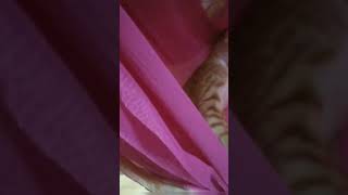 எங்க வீட்டு செல்ல பையன் ஹரி தூளியில் தூங்கும் அழகு😍🥰😘#shorts #youtubeshorts #pets #catlover #cat